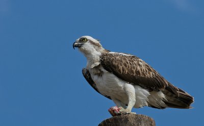 Osprey - Visarend