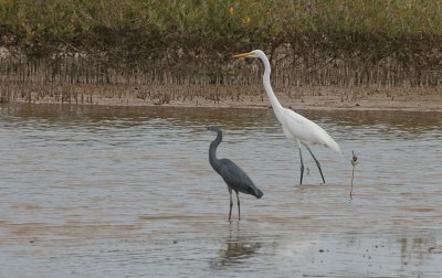 Great Egret and Western Reef Heron - Grote Zilverreiger en Westelijke Rifreiger