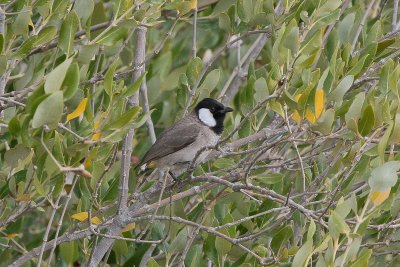 White-eared Bulbul - Witoorbuulbuul