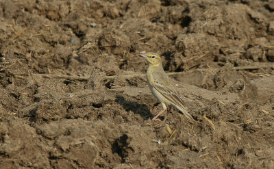 Tawny Pipit - Duinpieper