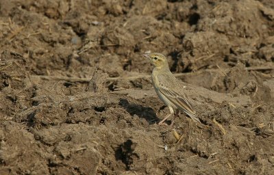 Tawny Pipit - Duinpieper