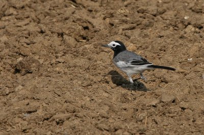 Masked Wagtail - Maskerkwikstaart