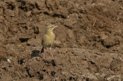 Tawny Pipit - Duinpieper