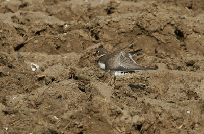 Little Ringed Plover - Kleine Plevier