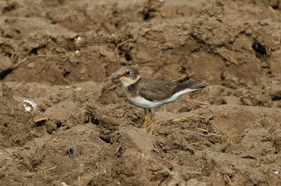 Little Ringed Plover - Kleine Plevier