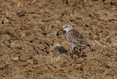 Little Stint - Kleine Strandloper