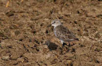 Little Stint - Kleine Strandloper