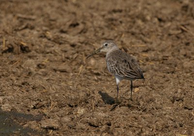 Dunlin - Bonte Strandloper