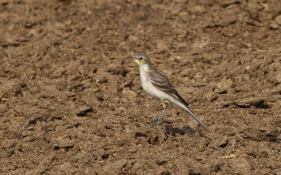 Yellow Wagtail ssp. - gele kwikstaart