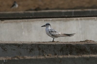 Whiskered Tern - Witwangstern