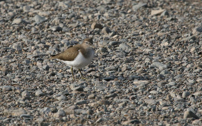 Common Sandpiper - Oeverloper