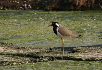 Red-wattled Plover - Indische Kievit