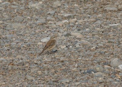 Water Pipit - Waterpieper