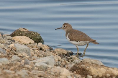 Common Sandpiper - Oeverloper