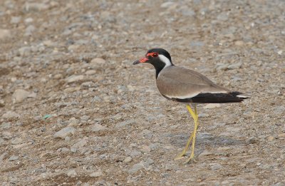 Red-wattled Plover - Indische Kievit