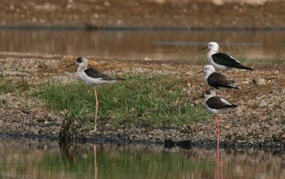 Black-winged Stilt - Steltkluut