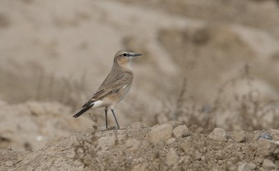 Isabelline Wheatear - Izabeltapuit