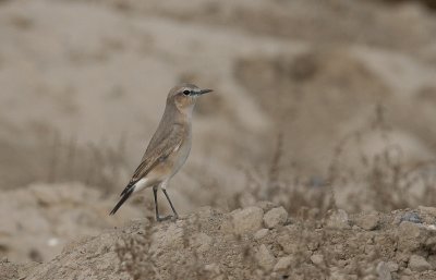 Isabelline Wheatear - Izabeltapuit