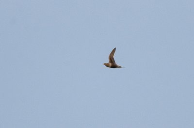 Chestnut-bellied Sandgrouse - Roodbuikzandhoen