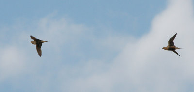 Chestnut-bellied Sandgrouse - Roodbuikzandhoen