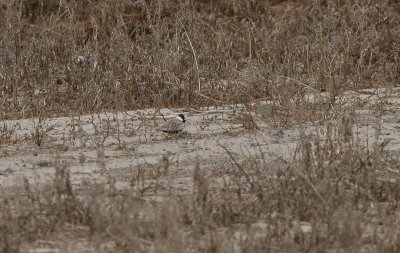 Black-crowned Finch-lark - Zwartkruinvinkleeuwerik