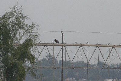 Steppe Eagle - Steppearend