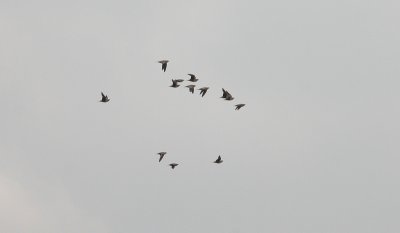 Chestnut-bellied Sandgrouse - Roodbuikzandhoen