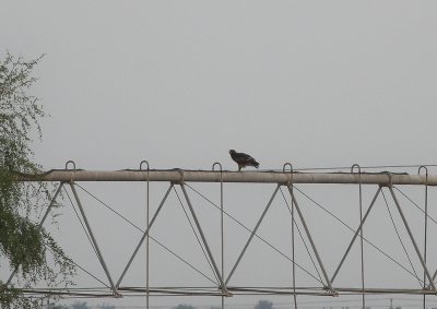 Steppe Eagle - Steppearend