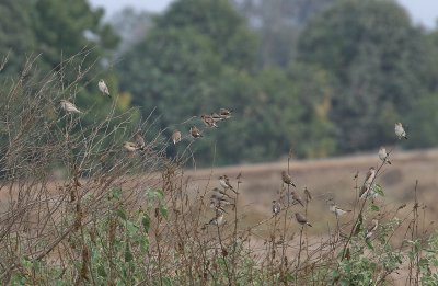 Indian Silverbills - Loodbekjes