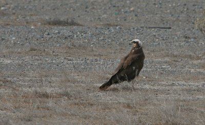 Marsh Harrier - Bruine Kiekendief