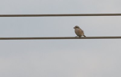 Steppe Grey Shrike - Steppeklapekster