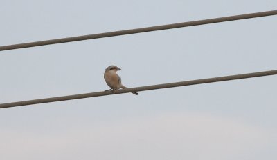 Steppe Grey Shrike - Steppeklapekster