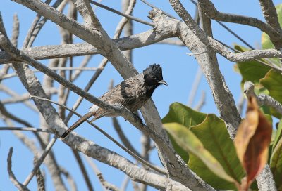 Red-whiskered Bulbul - Roodbuikbuulbuul