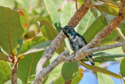 Purple Sunbird - Paarse honingzuiger