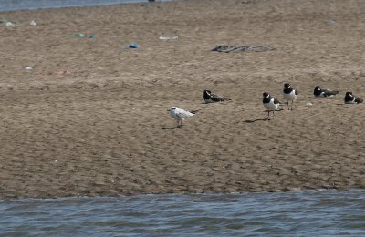 Gull-billed Tern - Lachstern