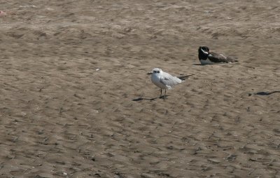 Gull-billed Tern - Lachstern