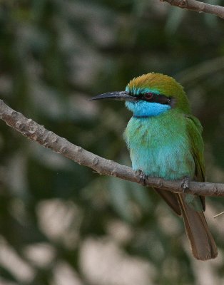 Green Bee-eater - Kleine Groene Bijeneter