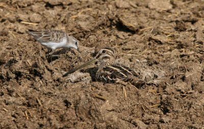 Little Stint and Common Snipe - Kleine Strandloper en Watersnip