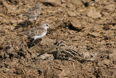 Little Stint and Common Snipe - Kleine Strandloper en Watersnip