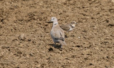 Little Ringed Plover and Eurasian Collared Dove - Kleine Plevier en Turkse Tortel