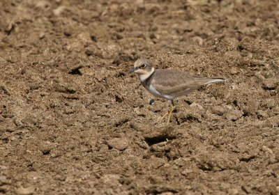 Little Ringed Plover - Kleine Plevier