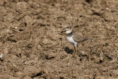 Little Ringed Plover - Kleine Plevier