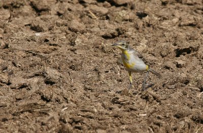 Yellow Wagtail ssp. - gele kwikstaart