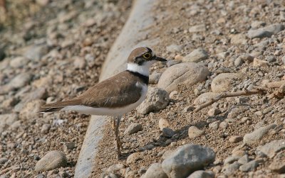 Little Ringed Plover - Kleine Plevier