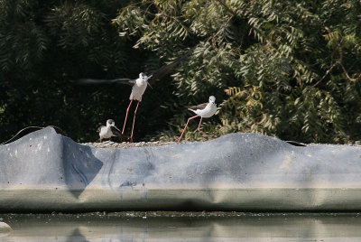 Black-winged Stilt - Steltkluut