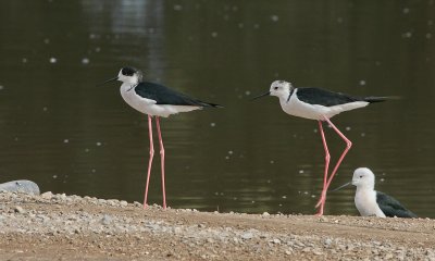 Black-winged Stilt - Steltkluut