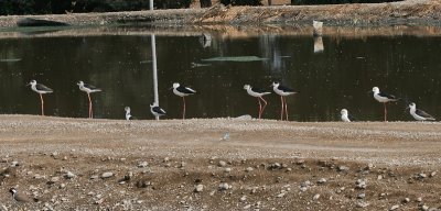 Black-winged Stilt - Steltkluut