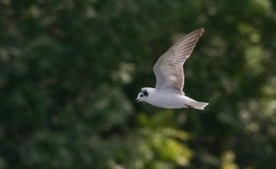 White-winged Tern - Witvleugelstern