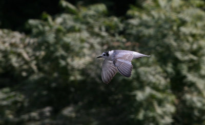 White-winged Tern - Witvleugelstern