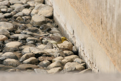 Citrine Wagtail - Citroenkwikstaart